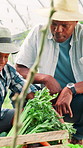 Education, child or dad farming with vegetables, spinach or harvest for greenhouse sustainability. Father, black family and kid learning for food growth of crops, nutrition or plants in environment