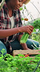 Basket, black woman and farmer in greenhouse with vegetables, plants and harvest for sustainability. Business, smile or happy entrepreneur for spinach growth, crops and food in garden environment