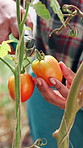 Tomatoes, cutting and hands of farmer with vegetables, plants and harvest for sustainability. Person, agro business and closeup of picking for growth of crops, production and garden in environment