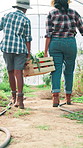 Mother, kid and vegetables harvest in greenhouse for sustainable farming, agribusiness or supply chain. Back of people, teamwork and crate for fresh crops, food production and learning of agriculture