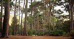 Nature, forest green and tree landscape for travel, hiking or eco tourism. Outdoor, woods or natural environment for sustainability, conservation or fresh air with foliage, destination or location