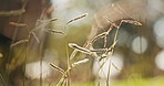 Grass, nature and growth of reeds, outdoor and sustainability of plants in environment, straw and wind. Morning, bokeh and closeup of leaves in meadow, stem and greenery in spring or countryside