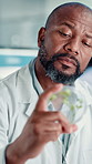 Chemistry, black man and plant with petri dish in laboratory for GMO, medical research and breakthrough. Scientist, biotechnology and examine sample for pharmaceutical ecology or sustainable botany