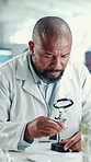 Chemistry, black man and plant with magnifying glass in laboratory for GMO, medical research and breakthrough. Scientist, biotechnology and examine sample for pharmaceutical or sustainable botany