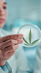 Hands, cannabis and leaf in petri dish at lab with discussion, team and sample for pharma development. People, medical marijuana and hemp in container for research, review and feedback with science