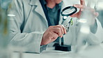 Science, lab and person with magnifying glass for plant for medical research, natural vaccines and medicine. Healthcare, pharmaceutical and scientist for gmo study, medicinal analysis and experiment