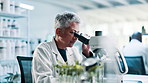 Research, scientist and woman with microscope, lab and observing plant cells, studying and analysis. Clinic, biologist and tech to identify cause of disease, medical professional and mature person