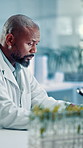 Plants, black man and scientist in laboratory for research, discovery or project for medical innovation. Botany, biotechnology and African male biologist with leaves for pharmaceutical development.