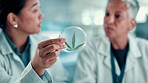 Hands, scientist or women with marijuana plant for medical innovation, cancer research or teamwork. Science study, people or discussion of cannabis sample in petri dish for pharmaceutical development