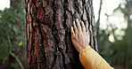 Hiking, hand on tree bark and touching with person outdoor for connection to nature closeup. Ecosystem, environment and travel with hiker in forest for adventure, earth conservation or exploration