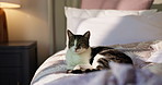 Home, face and cat with relax on bed for comfortable rest, security and adorable kitten. Portrait, curious feline and domestic animal in bedroom for fluffy companion, pet care and safety in apartment