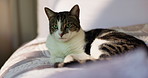 Face, cat and relax on bed at house for comfortable rest, security and adorable kitten. Portrait, curious feline and domestic animal in bedroom for fluffy companion, pet care and safety in apartment
