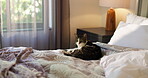 House, face and cat with relax on bed for comfortable rest, security and adorable kitten. Portrait, curious feline and domestic animal in bedroom for fluffy companion, adoption or safety in apartment