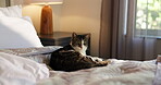 Home, bedroom and face of cat for relax, comfortable and young pet with green eyes in apartment. House, feline and domestic animal in portrait for resting, curious kitten and  adorable with whiskers