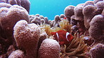 You can&rsquo;t explore the coral reef without seeing a clownish