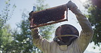 Without commercial hives, crop yields would fall