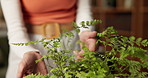 Plant, check and hands of woman in home for growth, healthy leaves and maintenance in house. Gardening, botany and person with fern, nature and foliage for eco friendly, green energy or florist hobby
