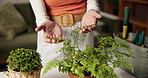 Plant, leaf and hands of woman in home for growth, healthy leaves and maintenance in house. Gardening, botany and person with fern, nature and greenery for eco friendly, decor and florist hobby