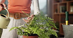 Plant, water and hands of woman in home for growth, healthy leaves and maintenance in house. Indoor gardening, botany and person with watering can for fern for eco friendly, floral care and hobby