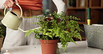 Plant, watering and hands of woman in home for growth, healthy leaves and maintenance in house. Gardening, botany and person with fern, liquid and foliage for eco friendly, florist care and hobby