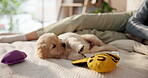 Dog, puppy and play with toy on bed for fun, resting and animal adoption with owner in bedroom. Woman, relaxing and labrador breed chill on blanket, companion loyalty and rescue for pet care at house