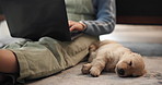 Laptop, dog and person on floor in home with companion, comfort or relax in living room. Research, computer and freelancer rubbing pet puppy with working on online creative project in apartment.
