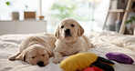 Dogs, puppy and relax on bed with toys for pet insurance, shelter or animal welfare in home. Cute, labrador or breed lying together in bedroom asleep on sheet or duvet for comfort or warmth in house