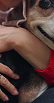 Love, petting and hands of person and dog for bonding, foster care and pet training or support. Animal adoption, reward and canine companion with closeup of beagle and scratch for trust and attention