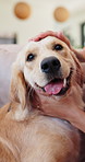 Woman, hands and dog in home with stroke, comfort and love for pet in living room. Owner, support animal and Golden Retriever in house with cuddle, scratching and trust development after adoption