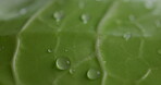 Closeup, plant and drops with water for growth, natural textures and hydration from rain. Green, liquid and moisture for leaves health, nurture ecology and environment care for botany photosynthesis