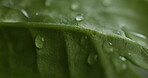 Closeup, plant and drops with water for health, natural textures and hydration from rain. Green, liquid and moisture for leaves growth, nurture ecology and environment care for botany photosynthesis
