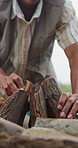 Man, hands and camping with wood preparation for fire setup or outdoor campfire in nature. Closeup, male person or camper getting ready with logs for packing or stacking firewood in wilderness