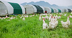Agriculture, field and nature with chickens on farm for animal growth, environment and grass meadow. Poultry livestock, free range and sustainability with hens in countryside for organic eggs