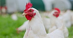 Sustainability, field and nature with chickens on farm for animal growth, environment and grass meadow. Poultry livestock, free range and agriculture with hens in countryside for organic eggs