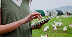 Agriculture, tablet and hands on farm for poultry inspection, chicken health and track growth. Monitor, quality control and woman on field with tech, checklist and research for sustainable production