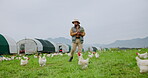 Chicken, research and tablet with man on farm for agriculture, poultry records or livestock update. Animal tracking, digital report and organic ranch with farmer for free range eggs in countryside