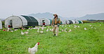 Chicken, tablet and research with man on farm for inspection, agriculture and quality control. Feeding schedule, poultry monitoring and digital report with farmer on countryside field for egg records