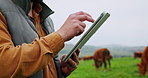 Hands, cattle and man with tablet, agriculture and countryside with sustainable business. Farming, plan export and person with tech, digital schedule and app for checklist and online for cow counting