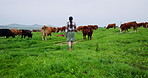Back, farming and woman with agriculture, cows and walking with sustainable business. Outdoor, farmer and person with cattle, livestock and grazing with inspection, meat production and countryside