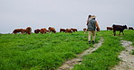 Girl, farming and father with agriculture, cows and bonding together with grass meadows. Outdoor, family and parent with daughter, dad and sustainability with environment, love and countryside