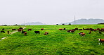 Drone, landscape and cows on farm or field for sustainability, cattle plantation and grass pasture. Nature, beef agriculture and animal with aerial view of herd in countryside for dairy and ecosystem