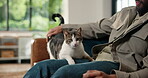 Break, hands or stroke with cat and man on sofa in living room of home together for bonding. Comfort, cuddle or love with kitten and pet owner in apartment for adoption, animal care or welfare