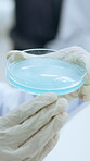 Hands, person and scientist with petri dish in lab for chemistry, experiment and testing reaction. Gloves, glass and liquid and observation of medical study, solution mixing and pharmaceutical sample