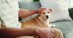 Home, dog and man on sofa, relax and bonding together with comfort, rest and calm. Apartment, domestic animal and person on couch, pet owner and break with love, companion and care with adoption