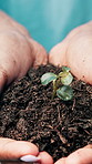 Volunteer, sprout and hands of person with plant for earth day, environmental charity and conservation. Closeup, nature and palms with seed in soil for growth, sustainability and eco friendly project