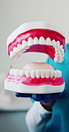 Hands, dentist and dental model with teeth for demonstration, oral hygiene and dentures. Person, mouth mold and guidance with tooth structure, oral education and treatment plan for bite correction