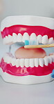 Toothbrush, hands of dentist and brushing teeth mold for oral care, cleaning technique or education. Person, doctor or dental model in clinic for mouth health, demonstration and plaque removal lesson