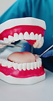 Hands, dentist and teeth model with tools for demonstration, oral hygiene and inspection. Person, mouth mold and equipment to check for tooth decay, visual education and treatment for dental cavity