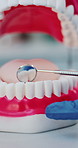 Hand, dentist and teeth model with tool for demonstration, oral hygiene and inspection. Person, mouth mold and equipment to check for tooth decay, gum assessment and cavity treatment for dental exam