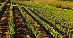 Drone, vineyard and outdoor for grapes, growth and sustainability with organic crops in summer. Aerial view, landscape and wine farm with eco friendly fruit, agriculture and trees in countryside